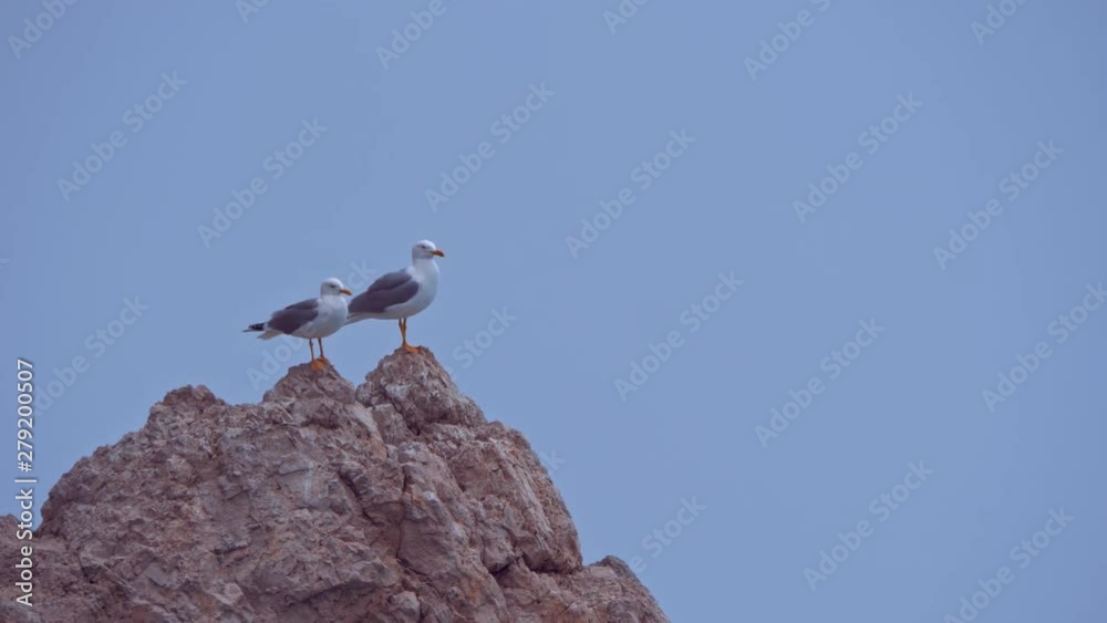 Two seagulls on top of a cliff against a dark blue misty sky. Two seagulls on top of a cliff against a dark blue misty sky.