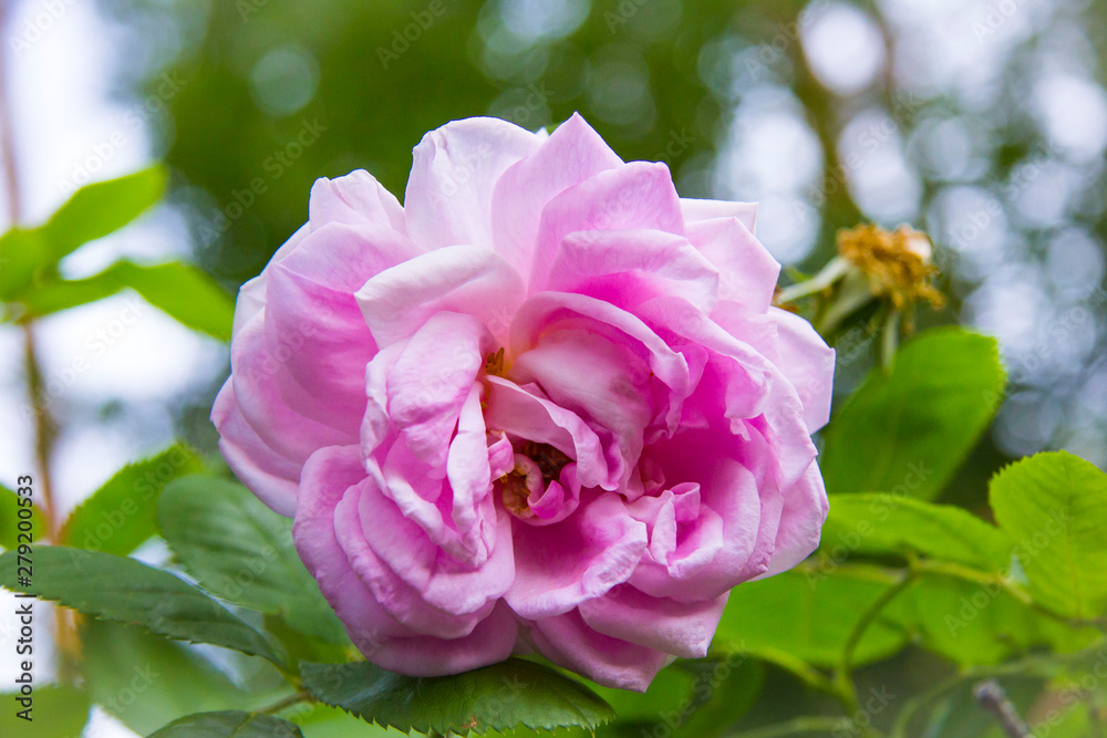 pink rose in the garden pink rose in the garden