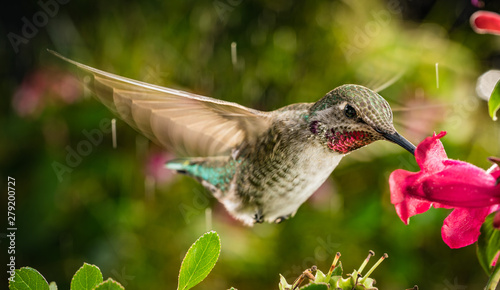 Hummingbird in vibrant natural colors