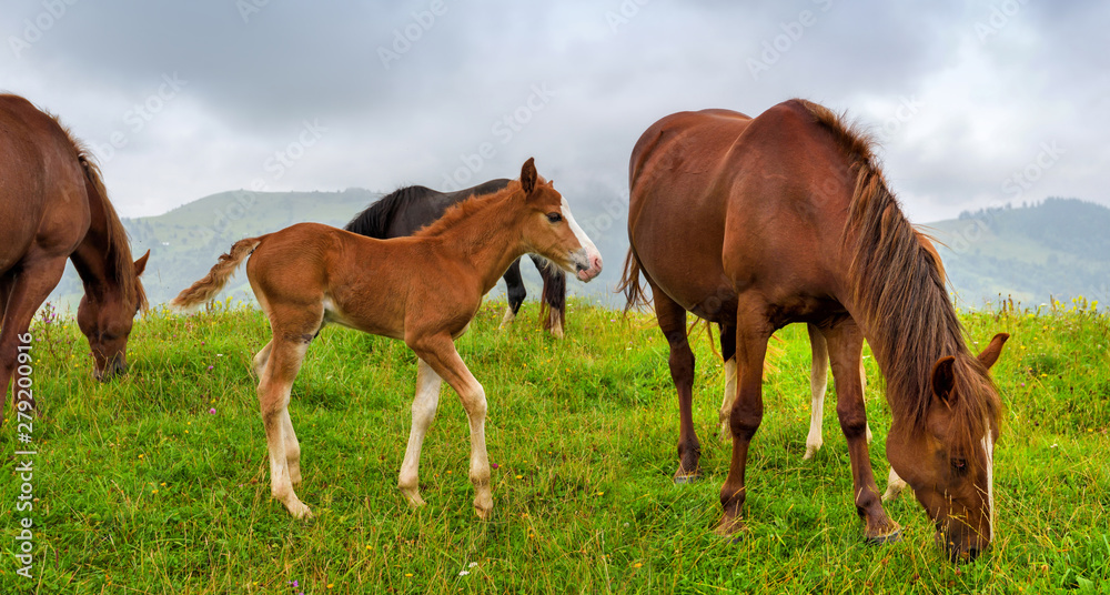 Obraz premium Horses on the meadow in the mountains. Foggy morning pasture