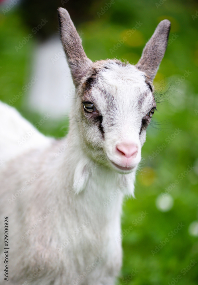 Portrait a white baby goat on green lawn