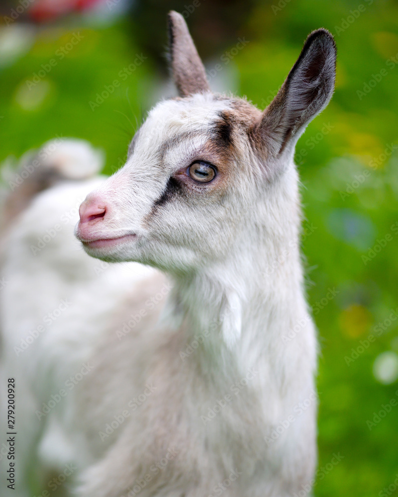 Portrait a white baby goat on green lawn Portrait a white baby goat on green lawn