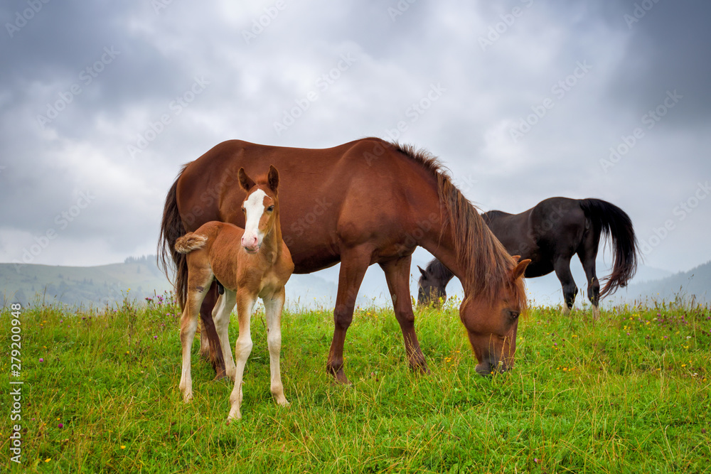Horses on the meadow in the mountains. Foggy morning pasture