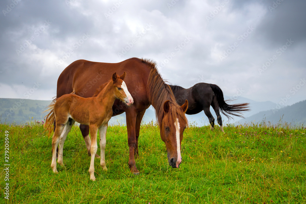 Horses on the meadow in the mountains. Foggy morning pasture Horses on the meadow in the mountains. Foggy morning pasture