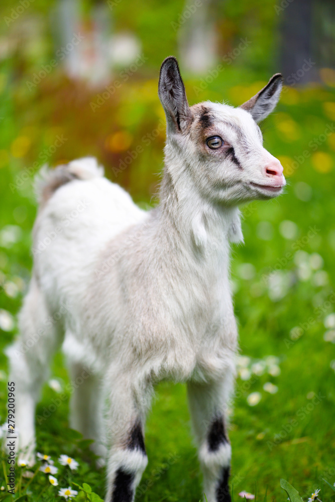 White baby goat standing on green lawn White baby goat standing on green lawn