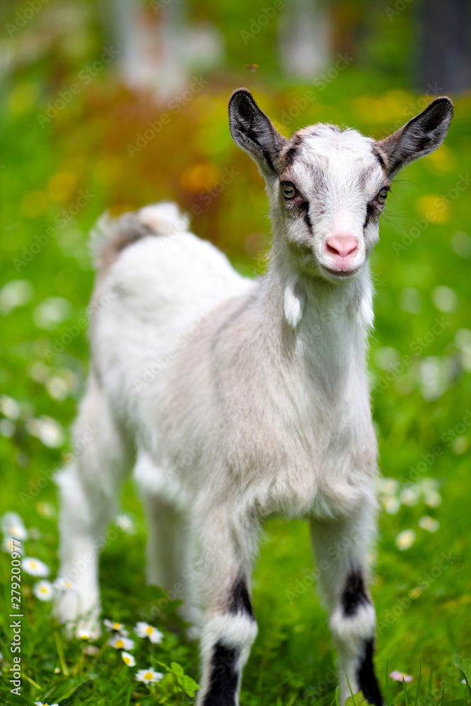 White baby goat standing on green lawn White baby goat standing on green lawn