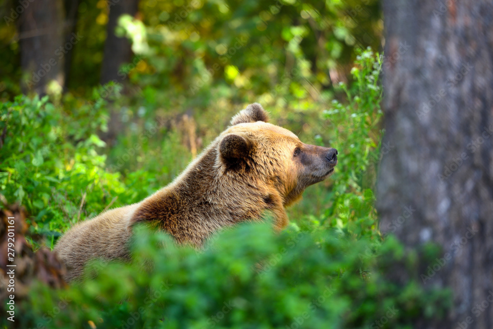Obraz premium Young brown bear on the edge of the forest