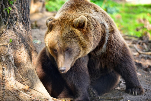 European brown bear in a forest landscape at summer. Big brown bear in forest.