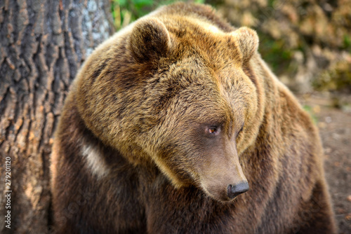 European brown bear in a forest landscape at summer. Big brown bear in forest. © nmelnychuk
