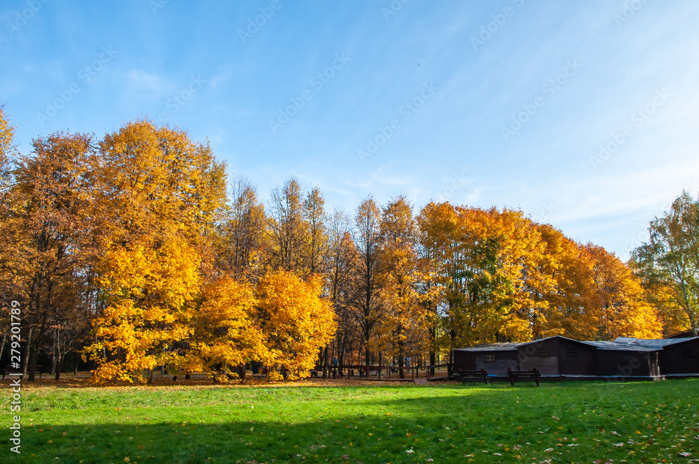 Autumn landscape. Fall background. Forest sunlight. Fall nature. Trees with colorful leaves in forest. Autumn morning in picturesque forest.