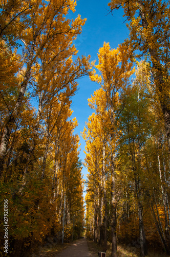 Alley of autumn trees with yellow leaves