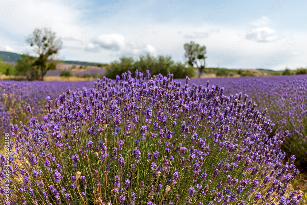 Background with vibrant purple lavender fields at mountainous, late-blooming location in Provence, France Background with vibrant purple lavender fields at mountainous, late-blooming location in Provence, France