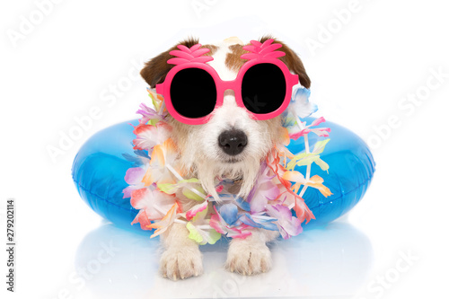 DOG SUMMER VACATIONS. JACK RUSSELL INSIDE A INFLATABLE OR BLUE FLOAT POOL WEARING PINK PINAPLE SUNGLASSES AND FLORAL GARLAND. ISOLATED AGAINST WHITE BACKGROUND. photo