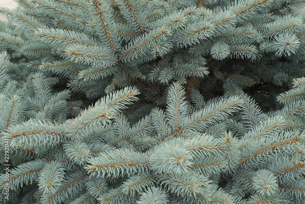  Branch Of Blue Spruce Close Up      