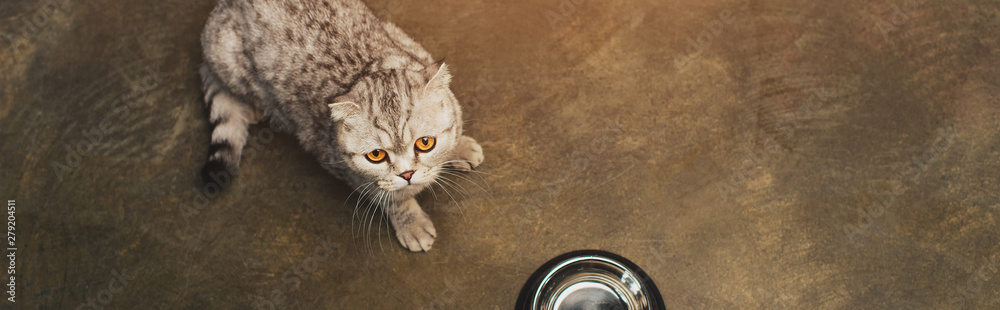 panoramic shot of adorable tabby grey scottish fold cat near bowl on floor panoramic shot of adorable tabby grey scottish fold cat near bowl on floor