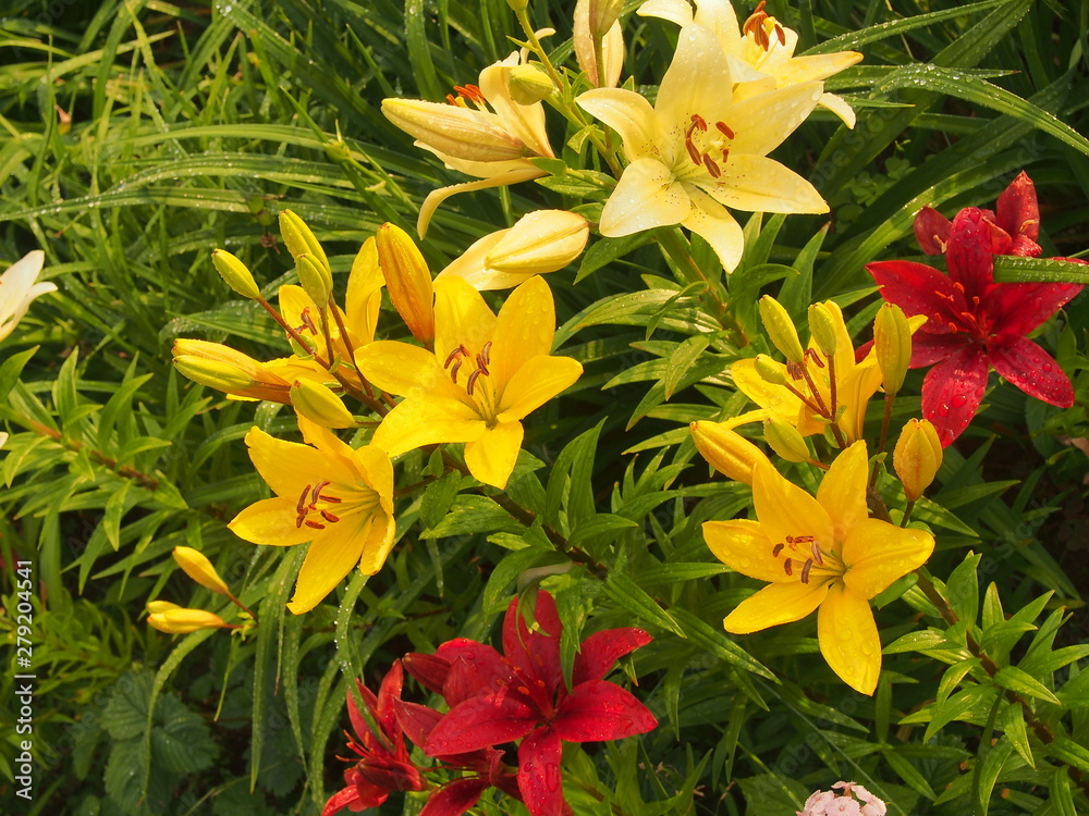 Colorful buds of lilies. The flowers are red, yellow and white. Colorful buds of lilies. The flowers are red, yellow and white.