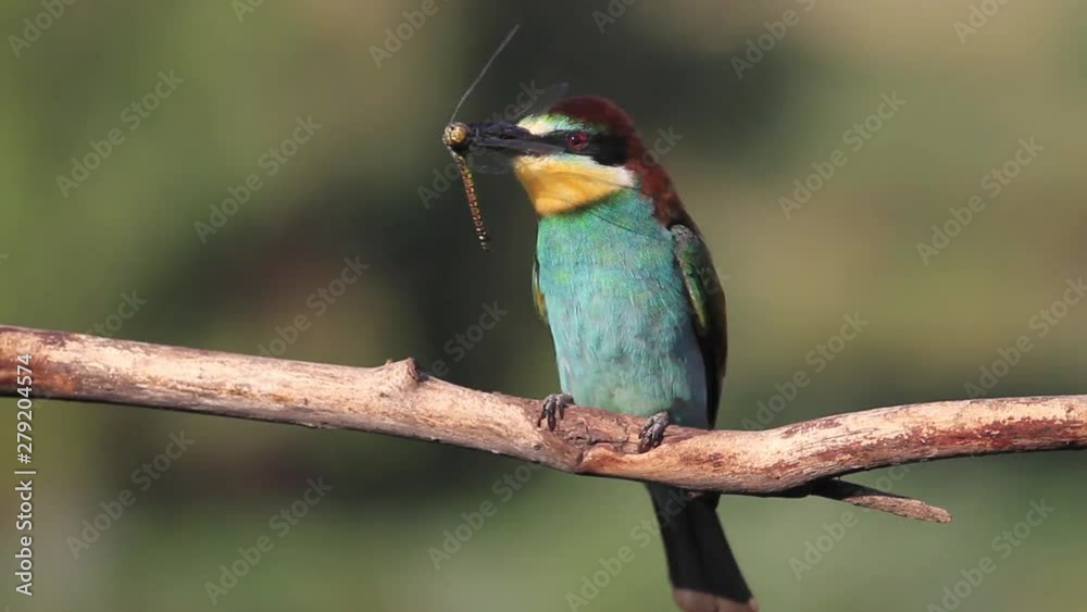 beautiful colorful wild bird sitting on a branch with a dragonfly in its beak beautiful colorful wild bird sitting on a branch with a dragonfly in its beak