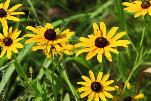 Black eyed Susans in field