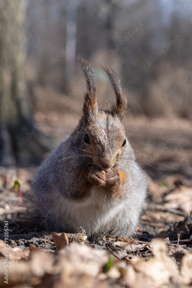 Fototapeta premium Squirrel in the autumn forest park. Squirrel with nuts in fall foliage.