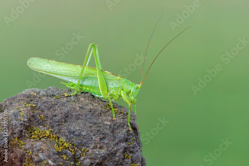 great green bush-cricket - Tettigonia viridissima © Marek R. Swadzba