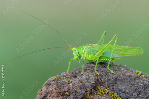 great green bush-cricket - Tettigonia viridissima photo