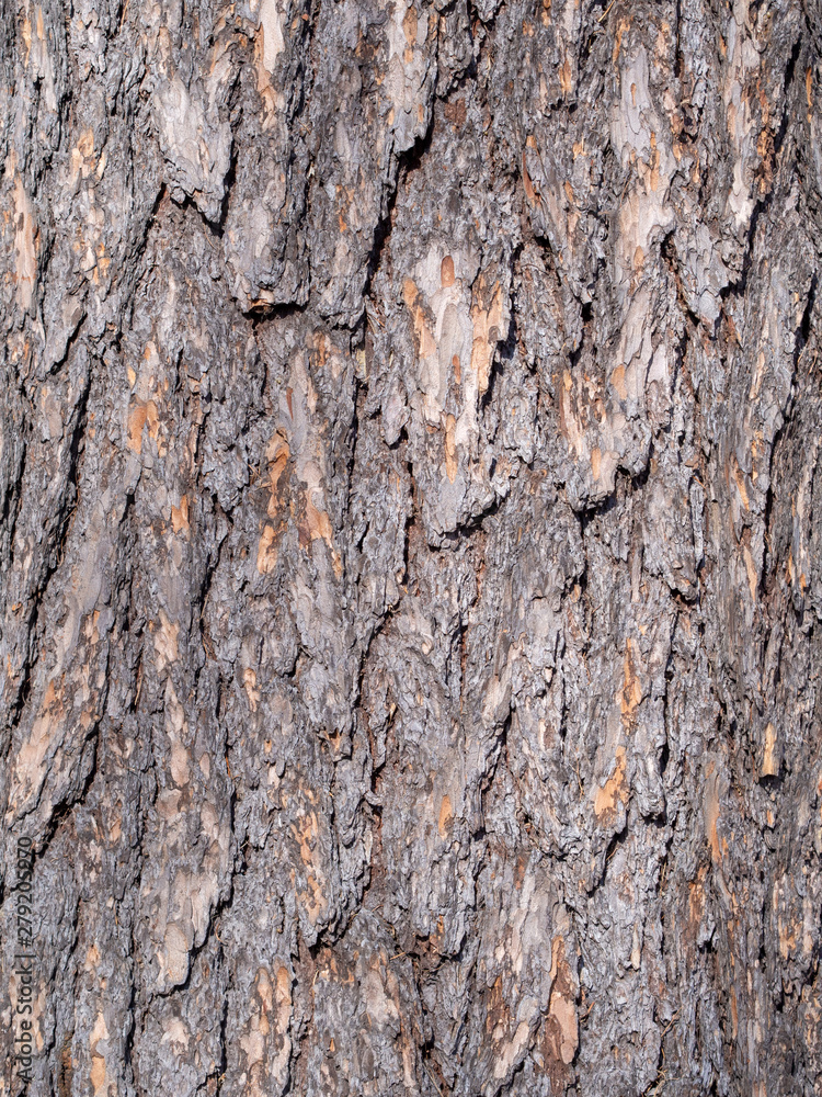 Obraz premium Old Wood Tree Texture Background Pattern