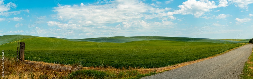 Fototapeta premium Palouse Summer