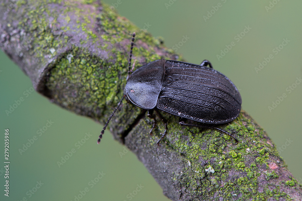 a carrion beetle - Phosphuga atrata a carrion beetle - Phosphuga atrata