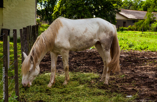 Caballos  en uno de los comederos del establecimiento de crianza  photo