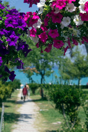 Flowers in Chaniotis park - Greece, Kassandra, Hanioti june 2019. photo