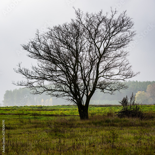 Wallpaper Mural Silhouette of a Lonely Tree on the Background of the Field and the Forest in the Fog. Torontodigital.ca