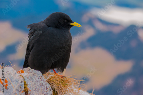Vogel in den Scweizer Alpen