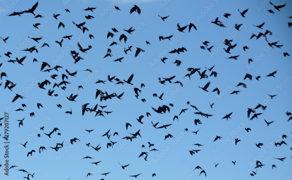 many birds flying in the blue sky many birds flying in the blue sky