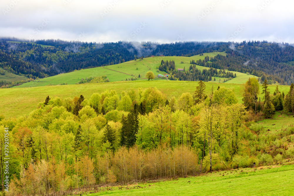 Obraz premium View from a height on the village and the spring Carpathians overgrown with young deciduous trees.