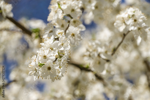 Cherry blossoms in Nalchik, capital of  Kabardino-Balkaria, Russian Federation. © Neonyn