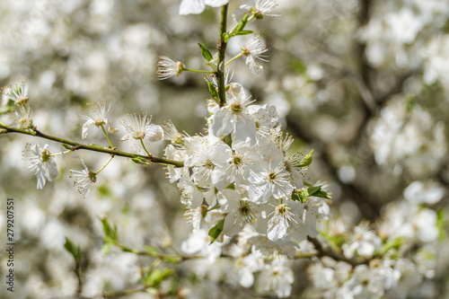 Cherry blossoms in Nalchik, capital of  Kabardino-Balkaria, Russian Federation.