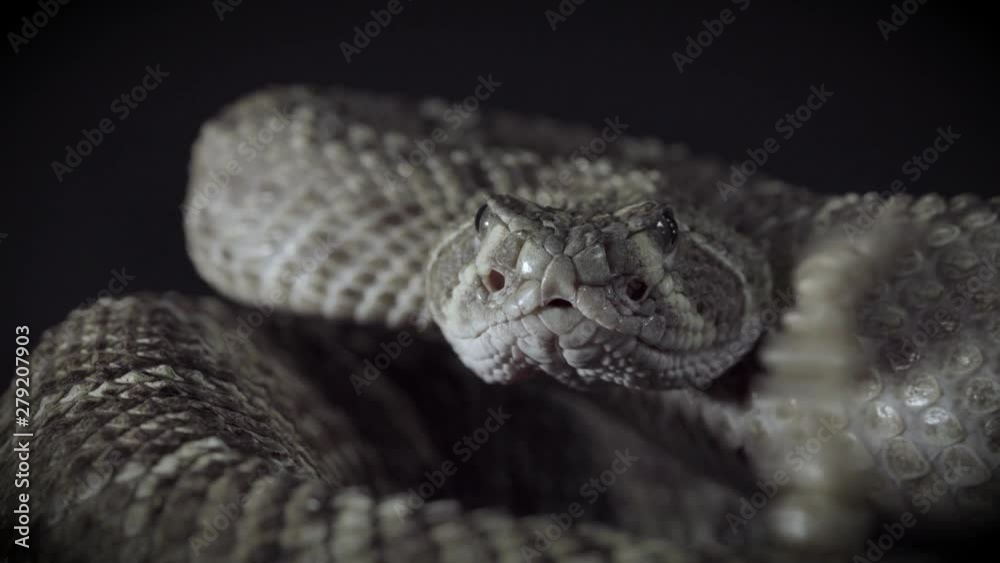 Rattle snake