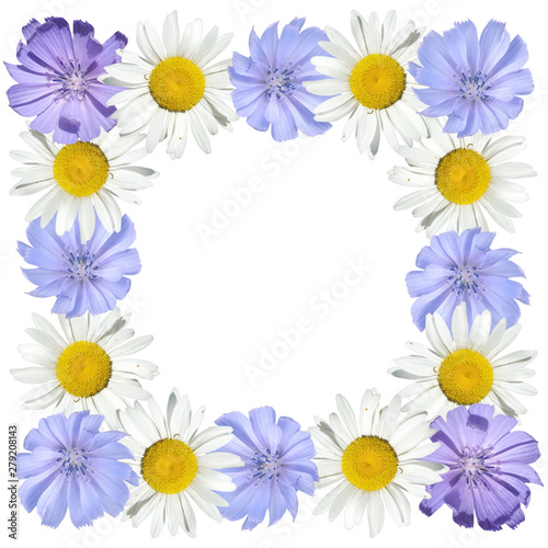 Beautiful floral pattern of chamomile and chicory. Isolated