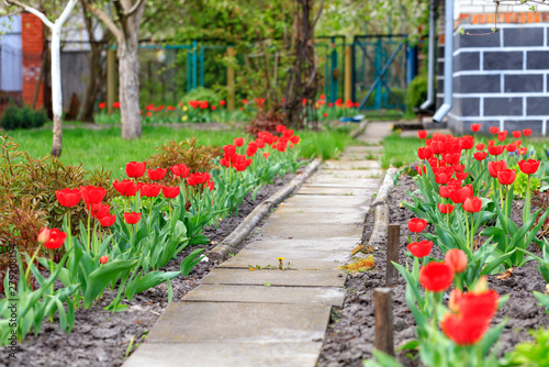 Red tulips bloom along the stone walkway near the rural house.
