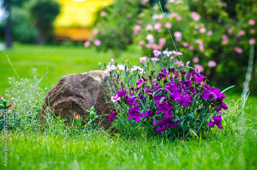 Fototapeta premium the small purple carnations in the garden in the backyard