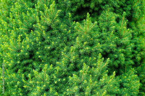 lonely thuja, arborvitae in the garden photo