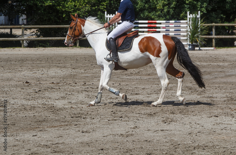 Man riding a bay pinto horse at trot Man riding a bay pinto horse at trot