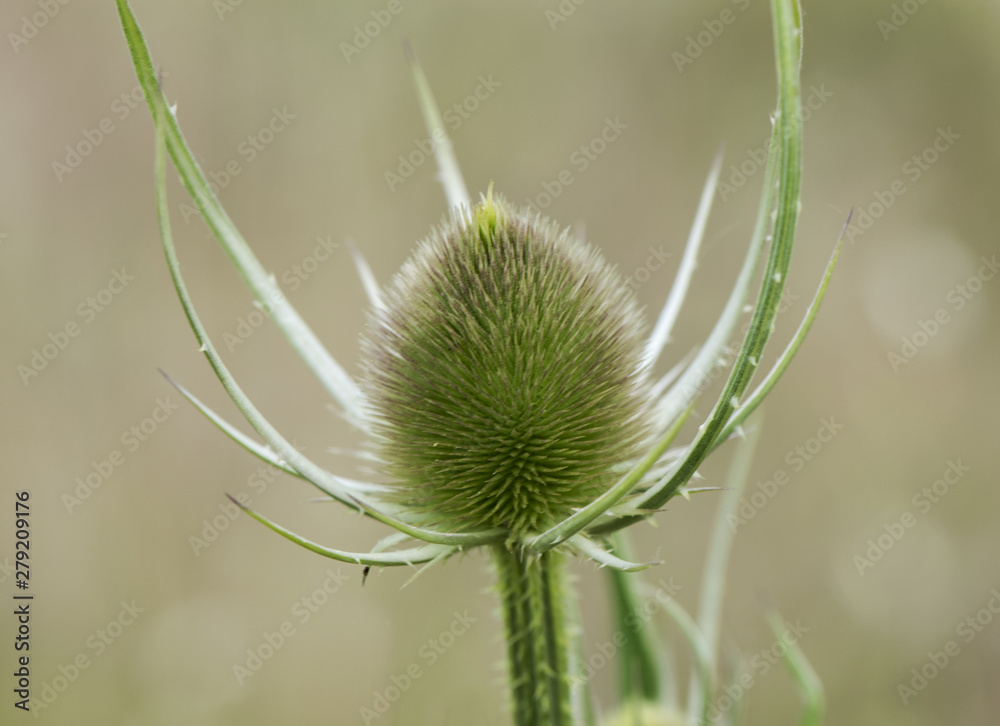 Dipsacus fullonum wild teasel stylized thistle that grows in moist areas with long pinched leaves in the calyx Dipsacus fullonum wild teasel stylized thistle that grows in moist areas with long pinched leaves in the calyx