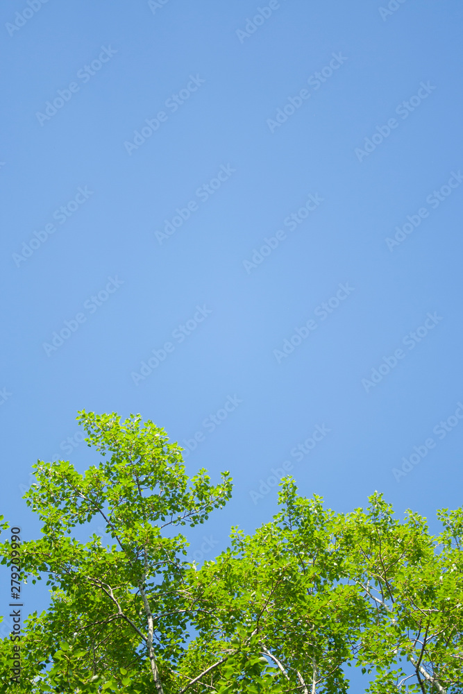 Green leaves and sky background. Fresh green leaves dense of Tilia or linden. tree and sky background vertical Green leaves and sky background. Fresh green leaves dense of Tilia or linden. tree and sky background vertical