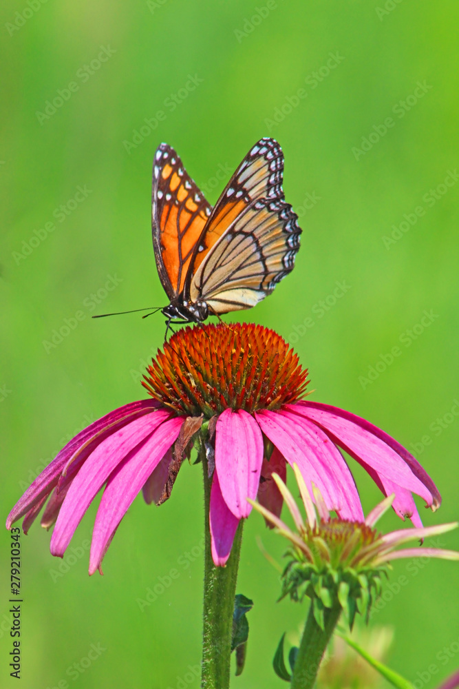 Viceroy butterfly on purple coneflower close-up Viceroy butterfly on purple coneflower close-up