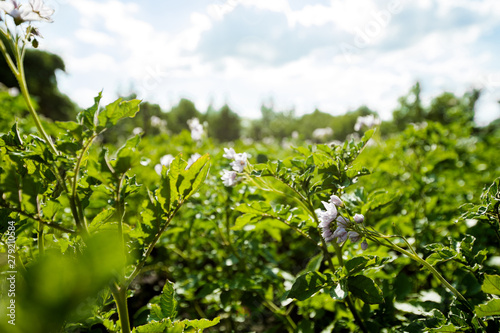 Blooming potato field with flowers. Green field of potatoes