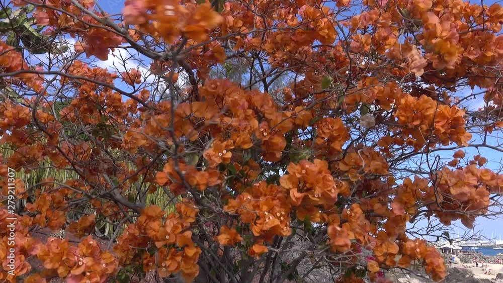 Beautiful orange blossoms on bushes blowing in the wind. Beautiful orange blossoms on bushes blowing in the wind.