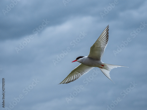 Atlantic tern in flight. ( Sterna paradisaea )
