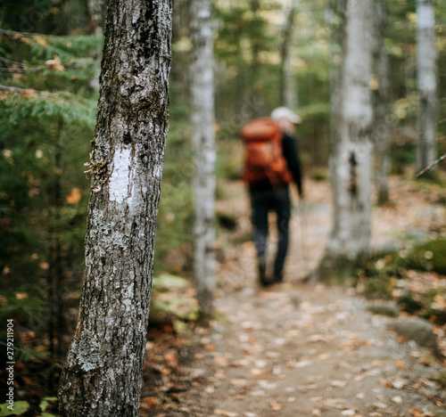 A hiker walks past a tree with a white blaze trail marker