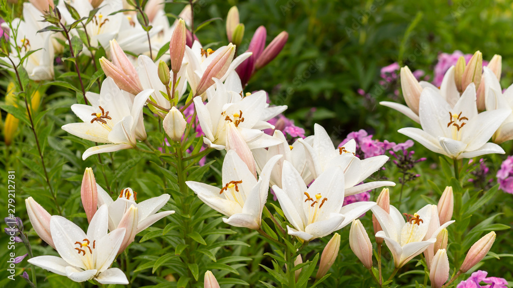 Obraz premium White lilies in drops of the rain in the summer garden. Full HD